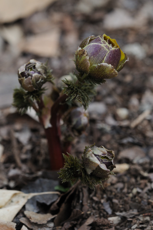 DSC_9948_800h.jpg