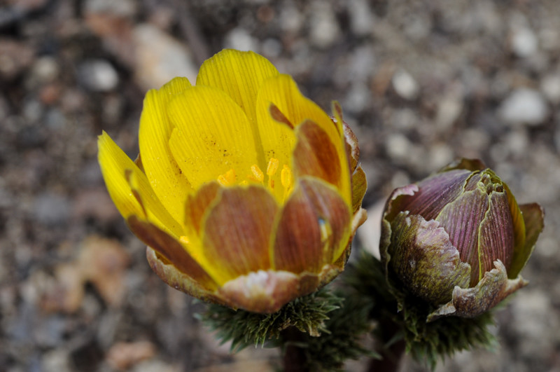 DSC_9979_800.jpg