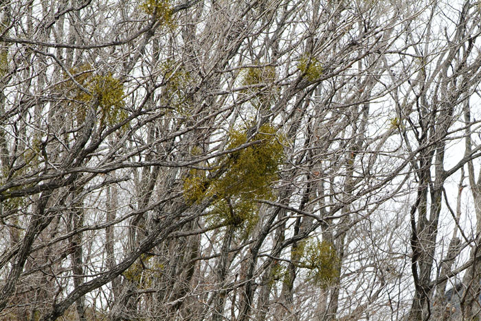 20070315_DSF6208.jpg