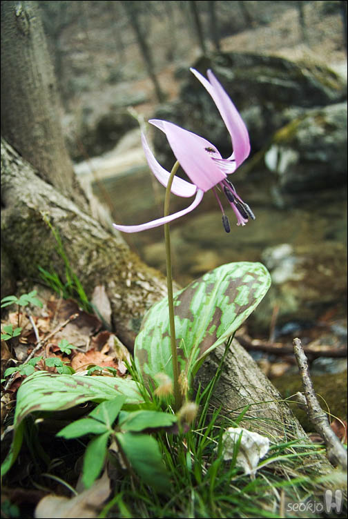 DSCF2454.jpg