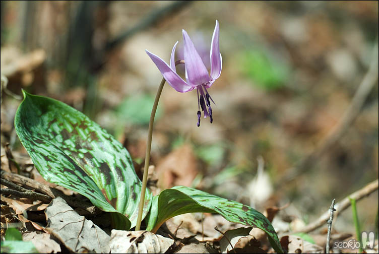 DSCF2490.jpg