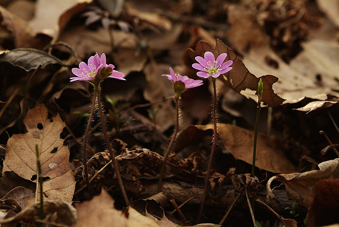 노루귀_DSF7339.jpg