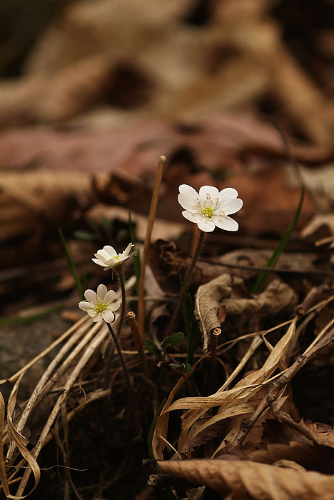 노루귀_DSF7393.jpg