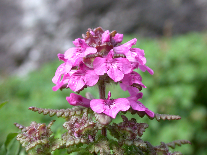 DSCN440729.jpg