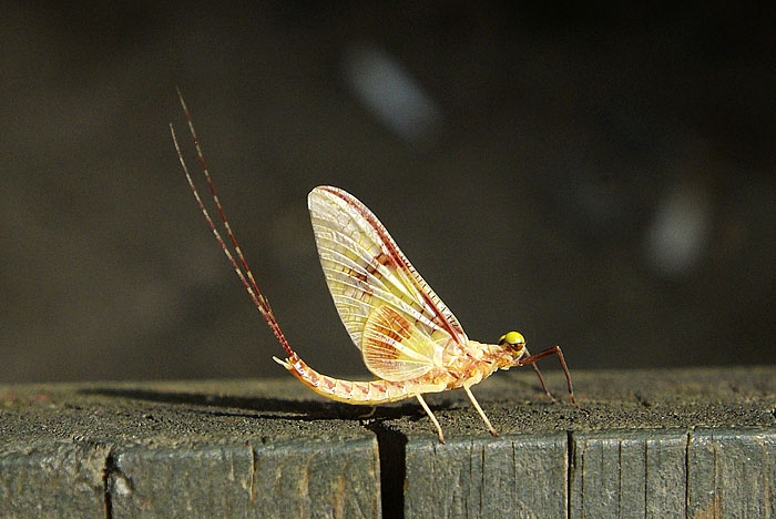 봄처녀하루살이-홍천-20070603 (4).jpg