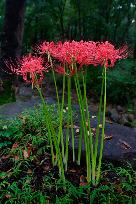 꽃무릇-쌍계사-20070914 (7).jpg