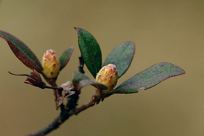 20060402_DSF9040.jpg