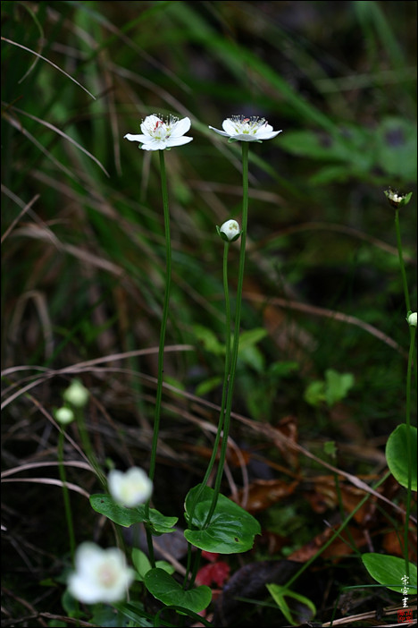 sIMG_0146-1-008.jpg