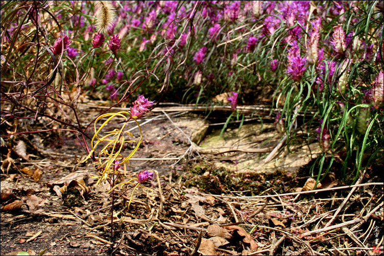 sIMG_1306-1-003.jpg