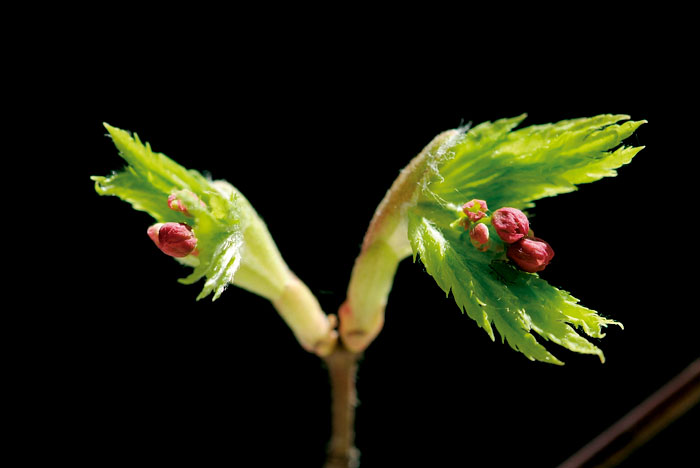 20060416_DSF0311.jpg