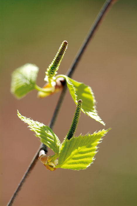 20060416_DSF0384.jpg