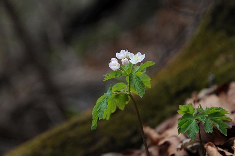 DSC_2674_800.jpg