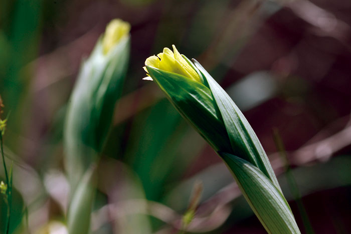 20060423_DSF0670.jpg