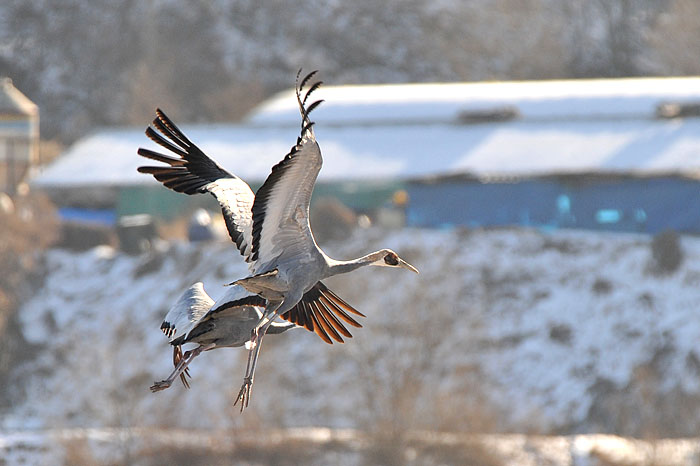 두루미-철원-20080117- (57).jpg