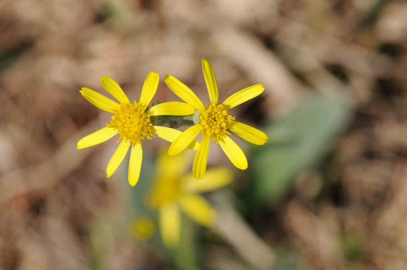 DSC_2924_800.jpg