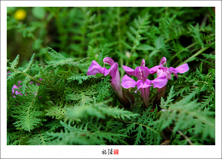 DSC_6863.jpg