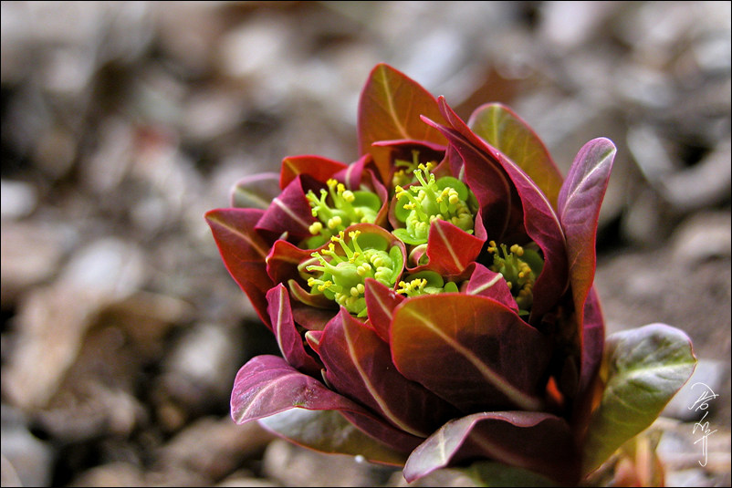 sDSCN0008-1-004.jpg