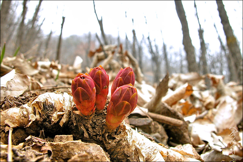 sDSCN0009-1-005.jpg