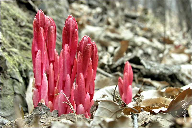 sDSCN0016-1-006.jpg