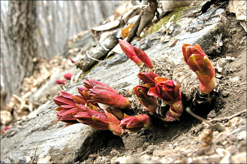 sDSCN0021-1-008.jpg