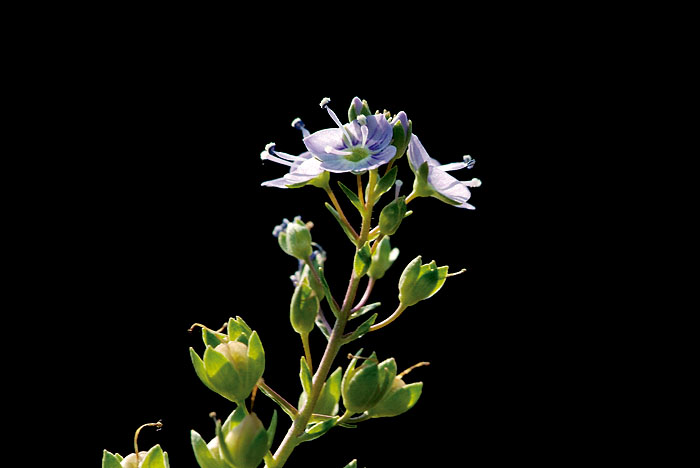 20060514_DSF2061.jpg