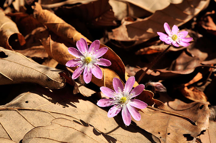 노루귀-수리산-20080316 (12).jpg