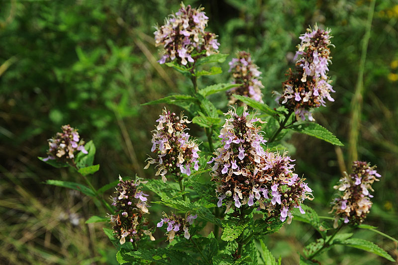 DSC_4775_800.jpg