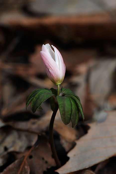 꿩의바람꽃-청계산-20080319 (5).jpg