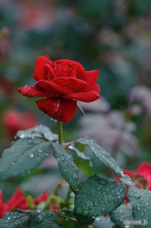 DSC_2504.jpg