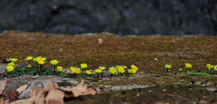 흰털괭이눈-천마산-20080328 (13).jpg