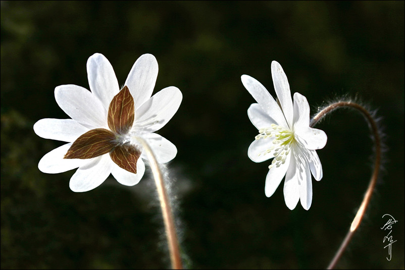 sIMG_1838-1-008.jpg