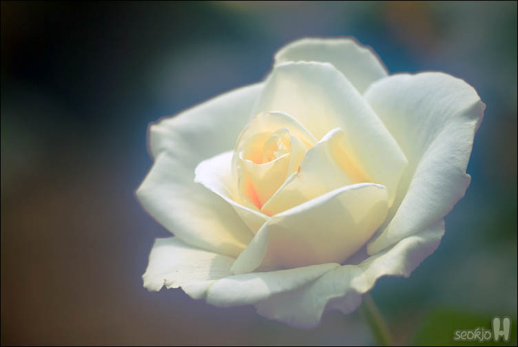 DSCF8982.jpg
