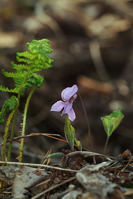 DSCF8910.jpg