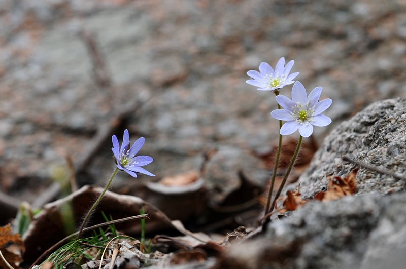 DSC_2301_800.jpg
