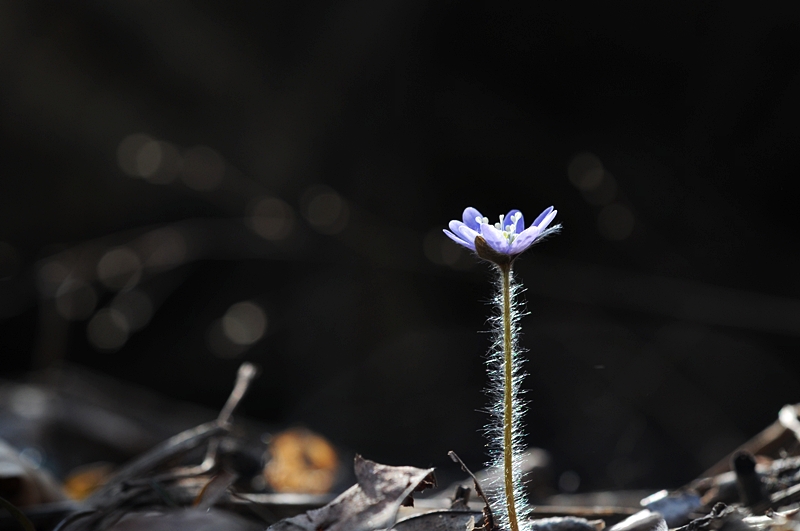 DSC_2330_800.jpg