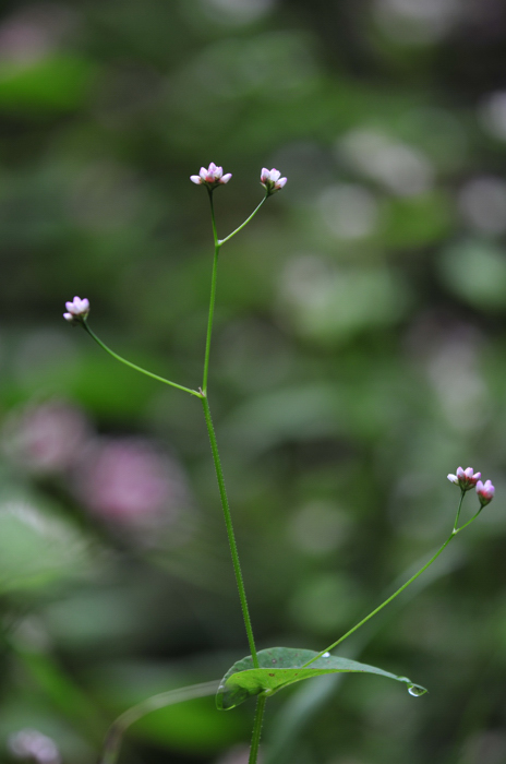 20080905_미꾸리낚시_05.jpg