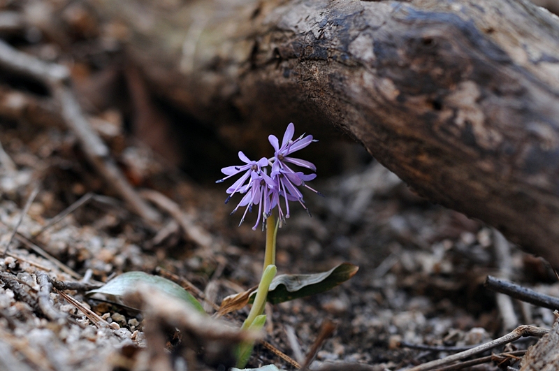 DSC_2343_800.jpg