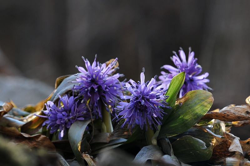 DSC_2374_800.jpg