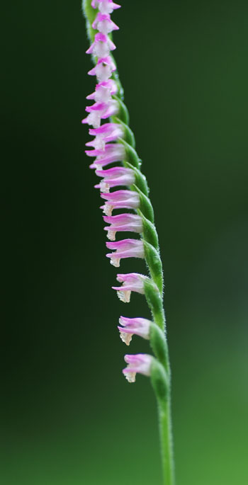 PICT5550_re350.jpg