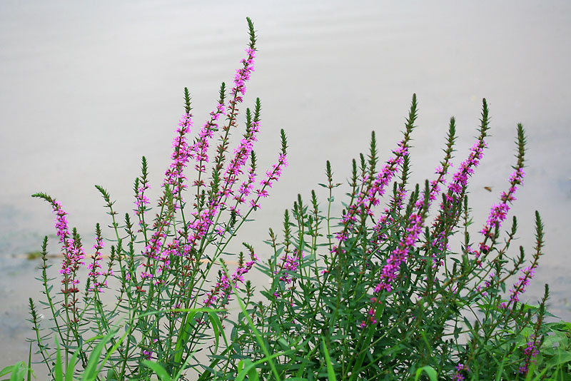 060717%2C_shs_063.jpg