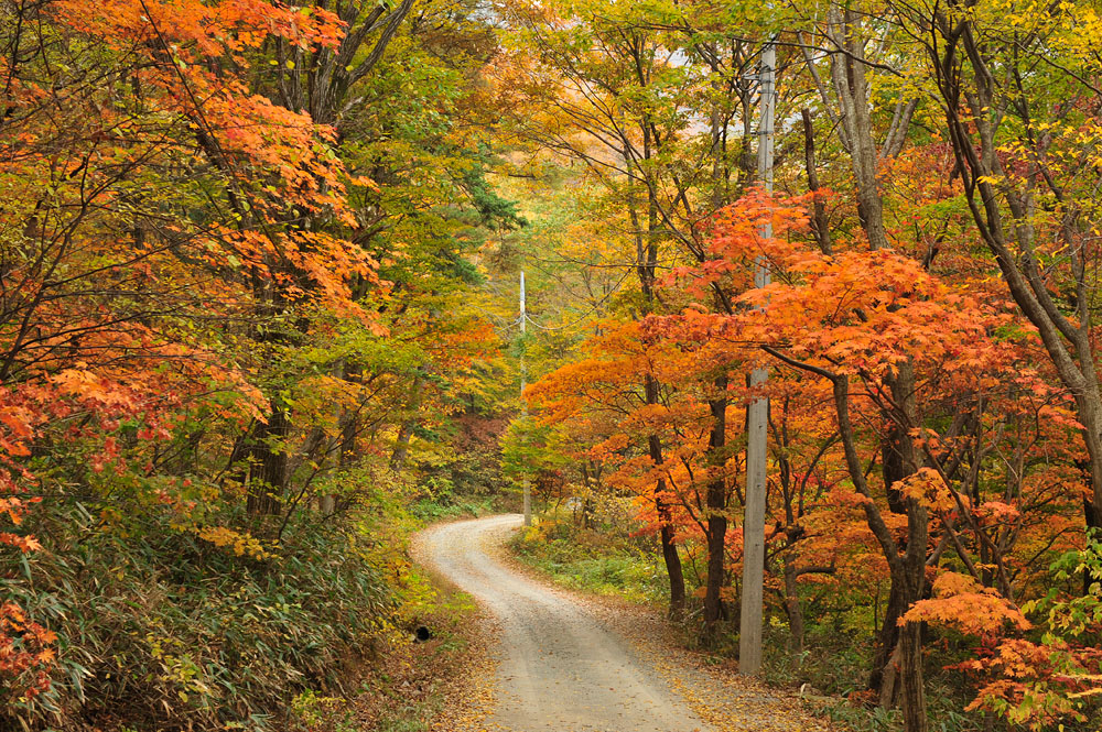 내장산-가을-단풍-김종기-20081106 162 (26).jpg