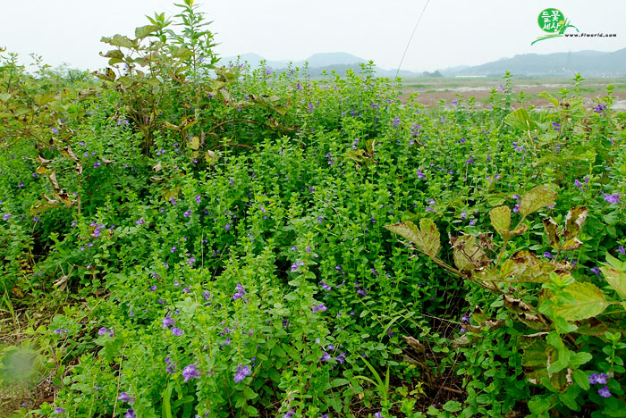 F8_20060723_DSF0507.jpg