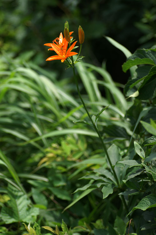 PICT5744_re.jpg
