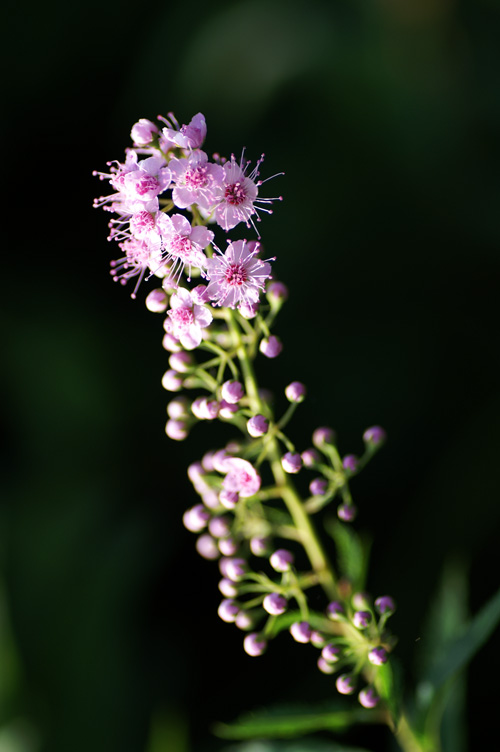 PICT5850_re.jpg