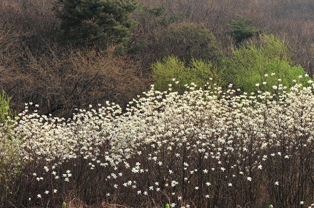 목련-흰색-20090410.jpg