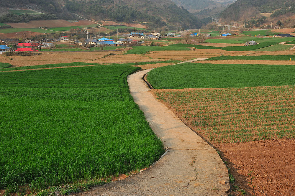풍경-보리밭-옥계-20090412 (10).jpg