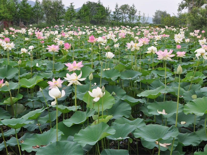 lotus-1.jpg