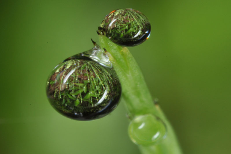 dew.jpg