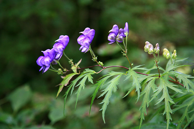 060910, grm 053.jpg