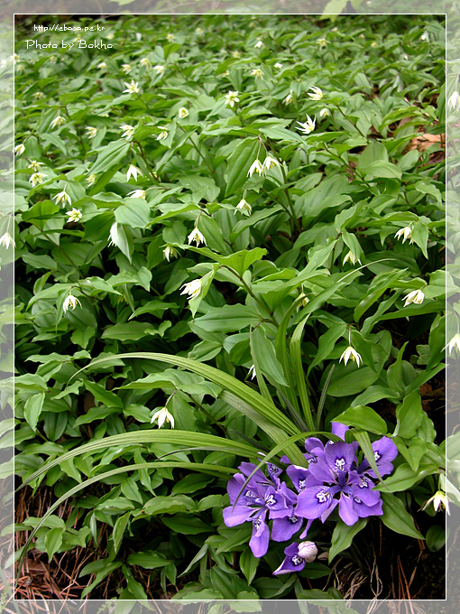DSCN6631.jpg